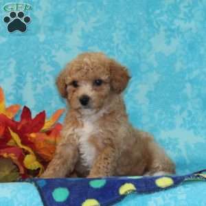 Spruce, Bich-Poo Puppy